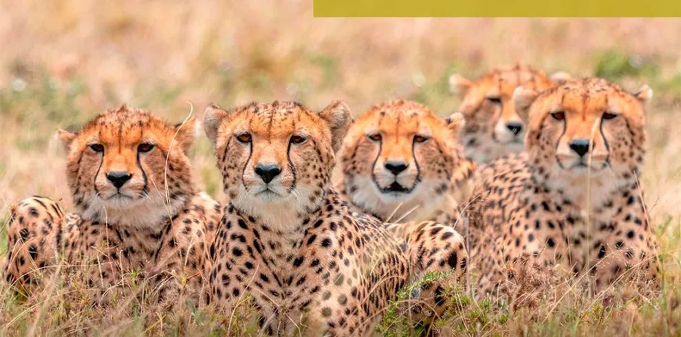 Ghepardi Masai Mara Kenya