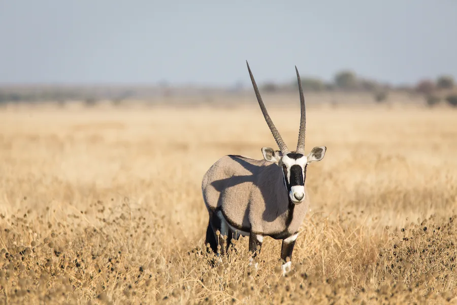 Botswana - Kalahari Safari - Camping Safari