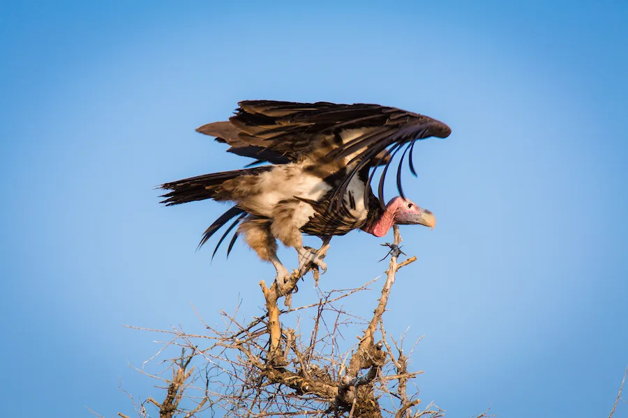 Botswana - Kalahari Safari - Camping Safari