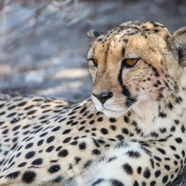 Botswana - Leopard Safari - Camping Safari