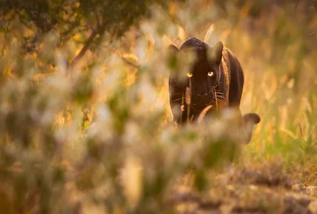 Kenya: Sulle tracce del Leopardo Nero