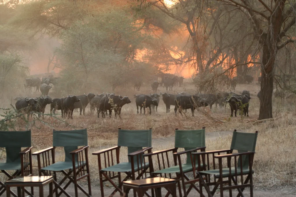 Tanzania - I parchi del sud