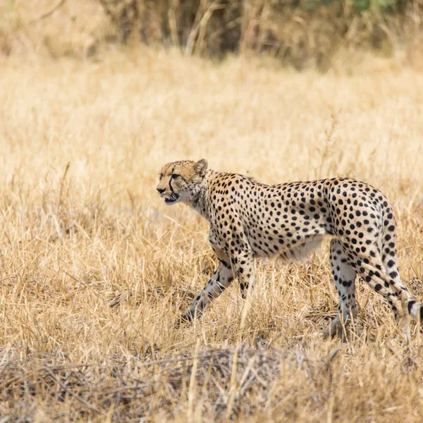 Botswana - Fish Eagle Safari - Camping Safari