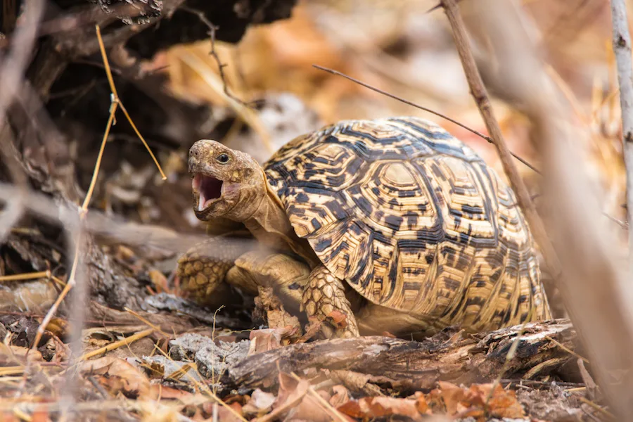 Botswana - Lion Safari - Camping Safari