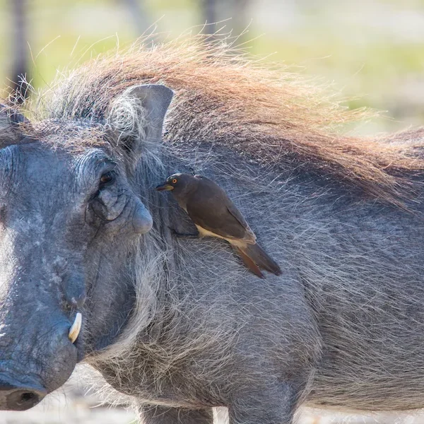 Botswana - Fish Eagle Safari - Camping Safari