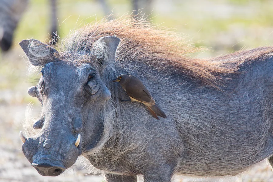 Botswana - Fish Eagle Safari - Camping Safari