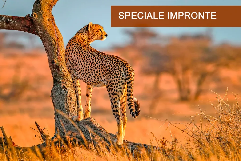 Kenya - Safari Masai Mara