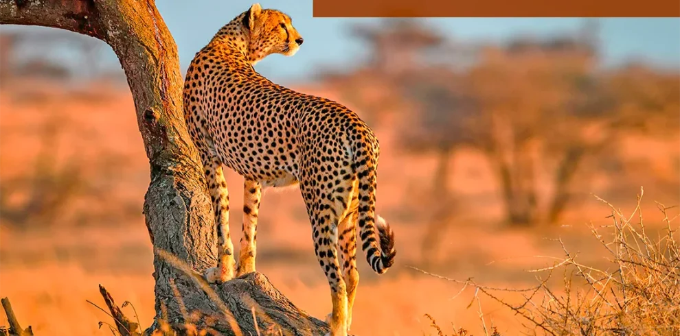 Kenya - Safari Masai Mara