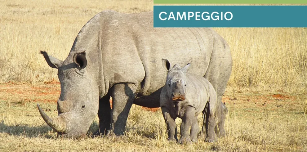 Zimbabwe e Botswana Game Trail