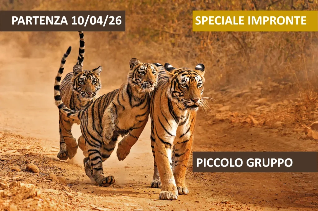 India - Focus: gli occhi della Tigre