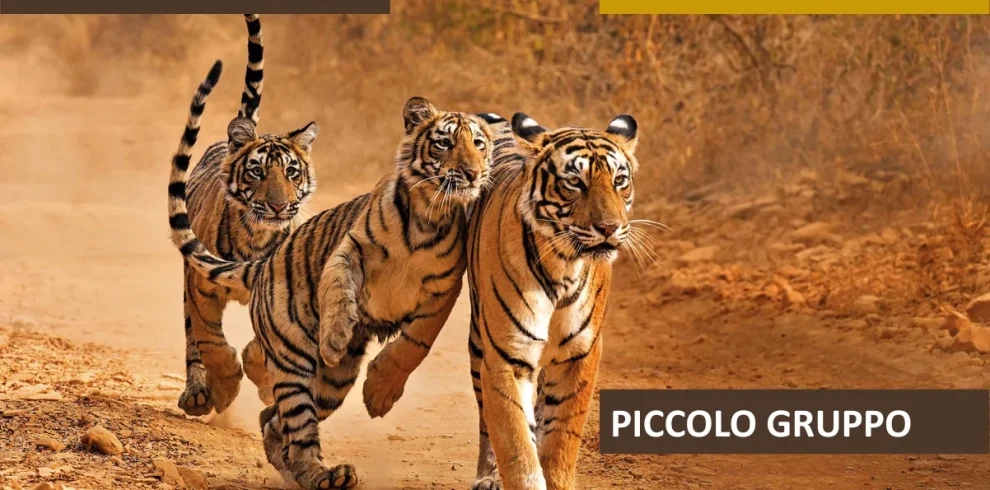 India - Focus: gli occhi della Tigre