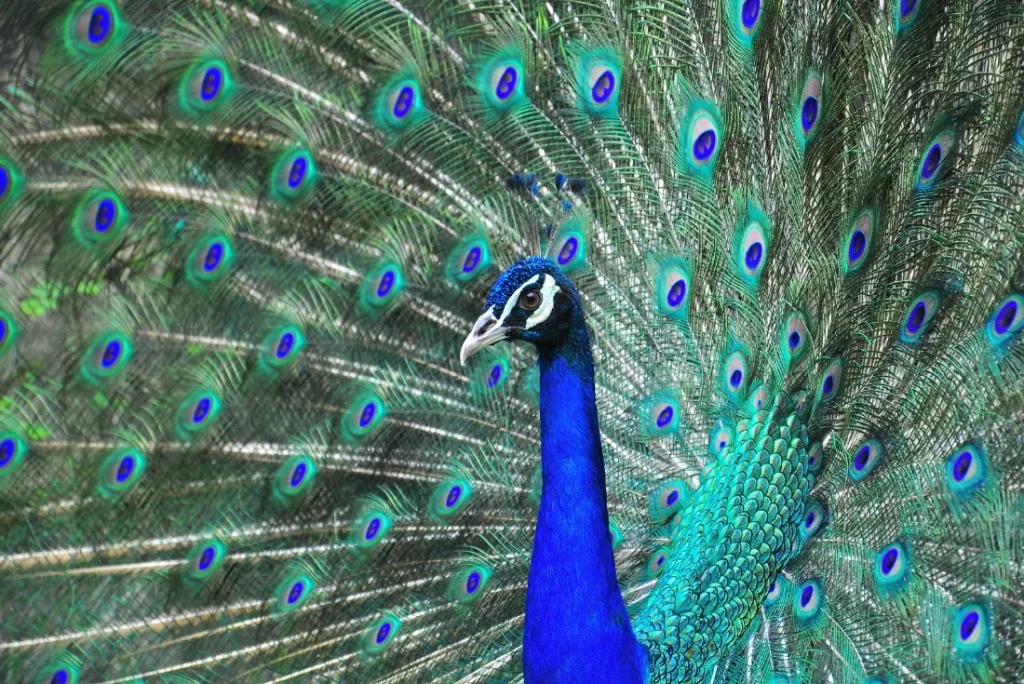 Focus: gli occhi della Tigre