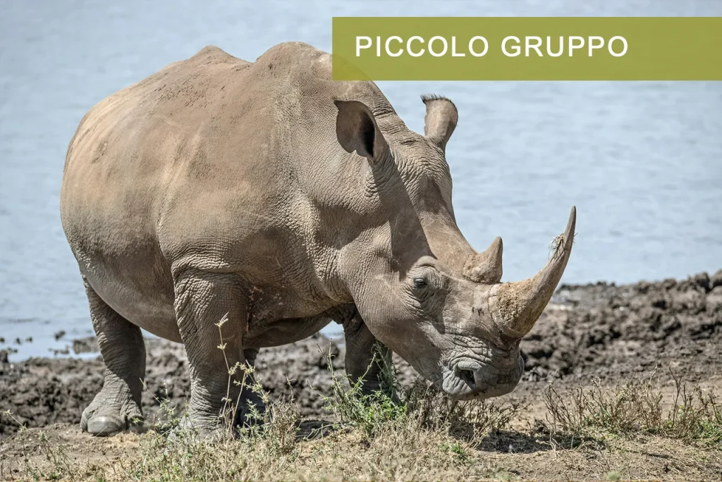 Rinoceronte Lago Nakuru Kenya