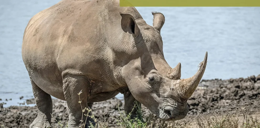 Rinoceronte Lago Nakuru Kenya