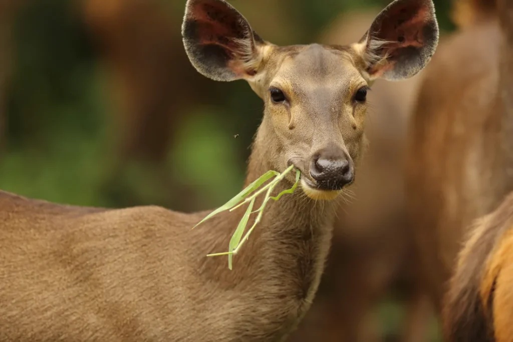 Focus: gli occhi della Tigre