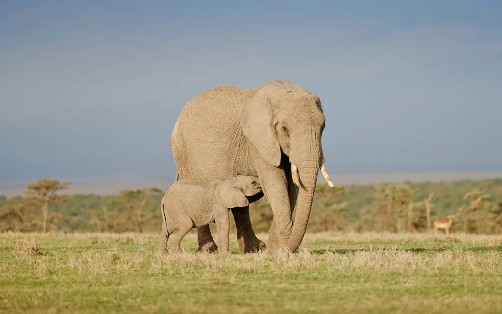 Kenya - Safari con bambini
