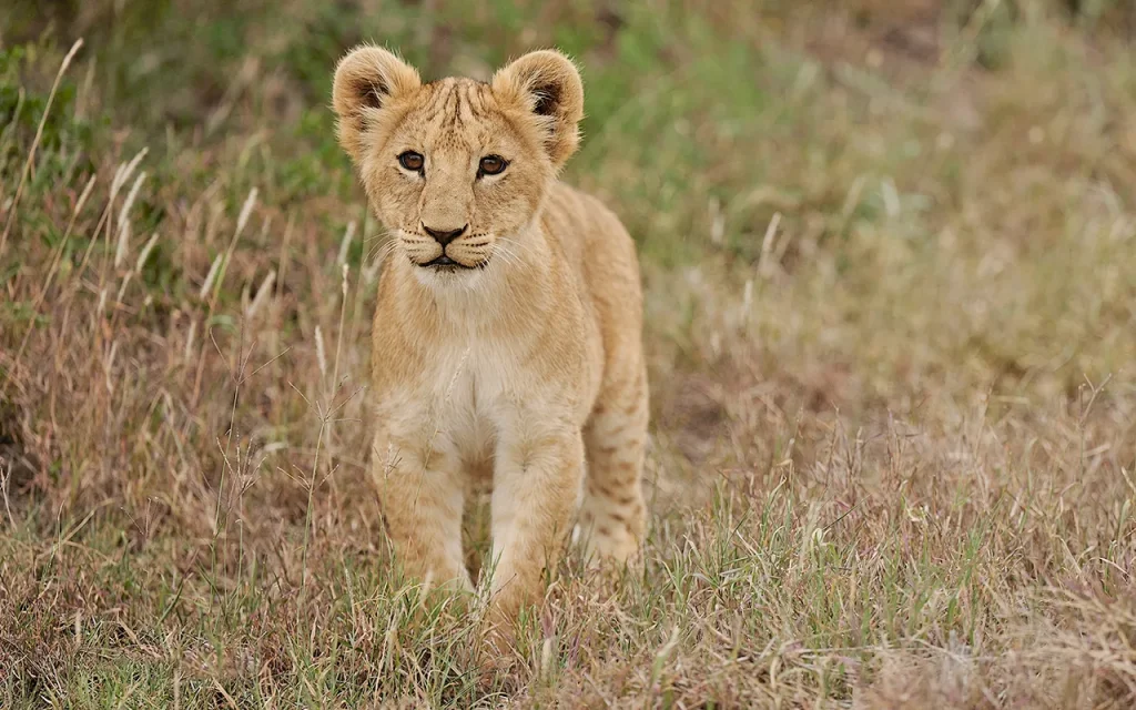 Kenya - Safari con bambini