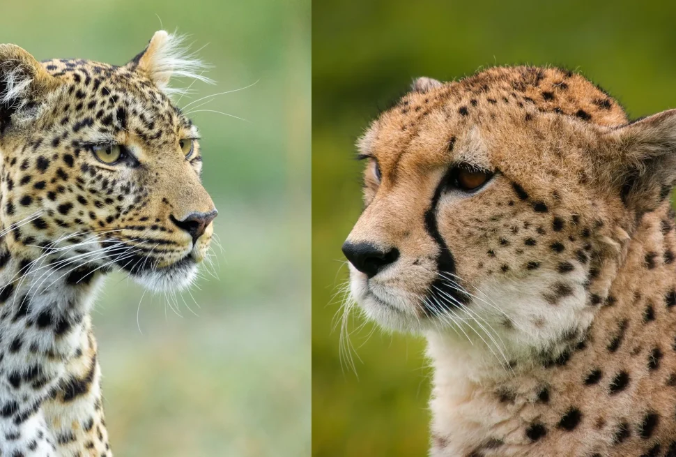 Ghepardo vs Leopardo: qual è la differenza?