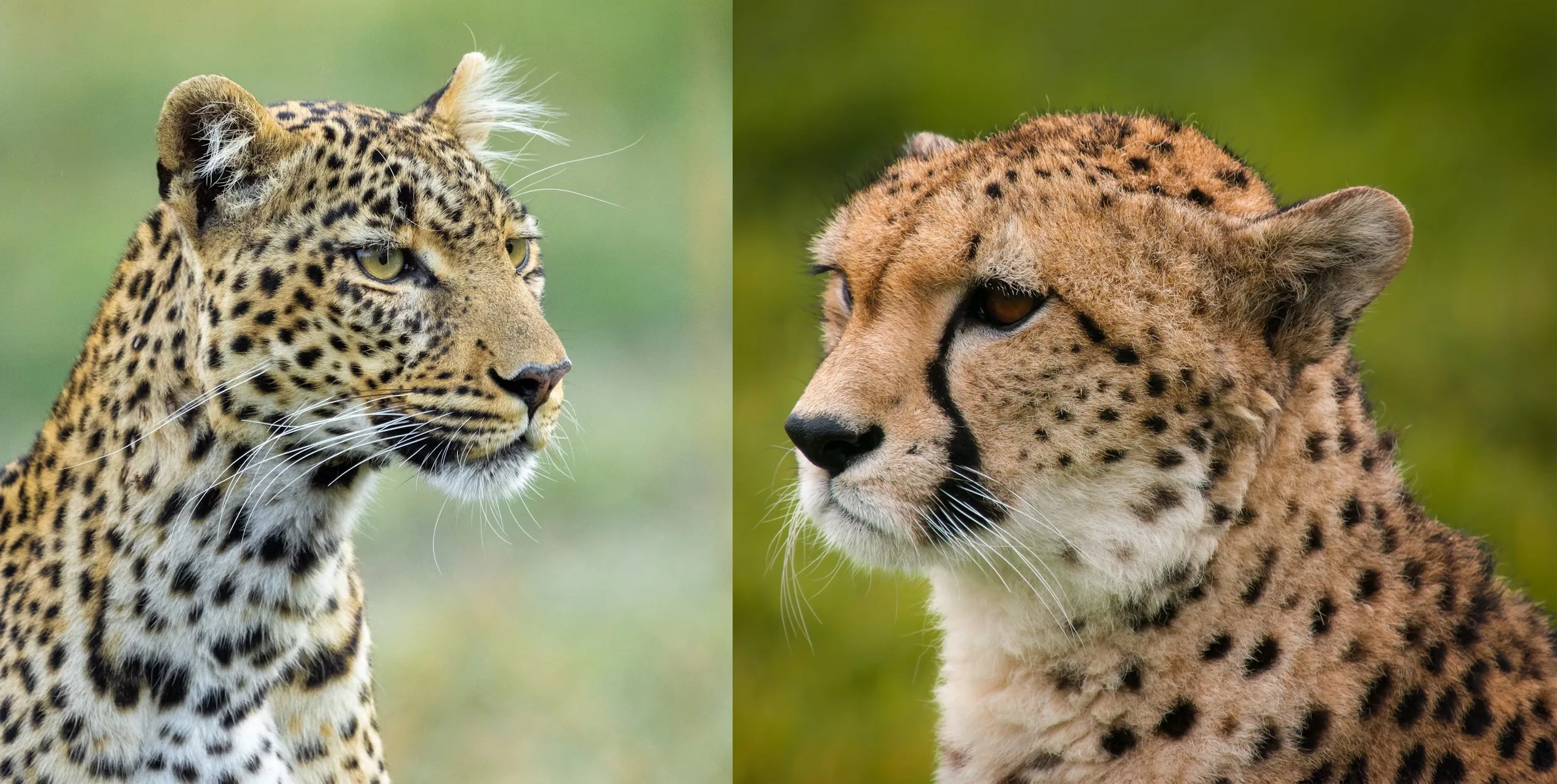 Ghepardo vs Leopardo: qual è la differenza?
