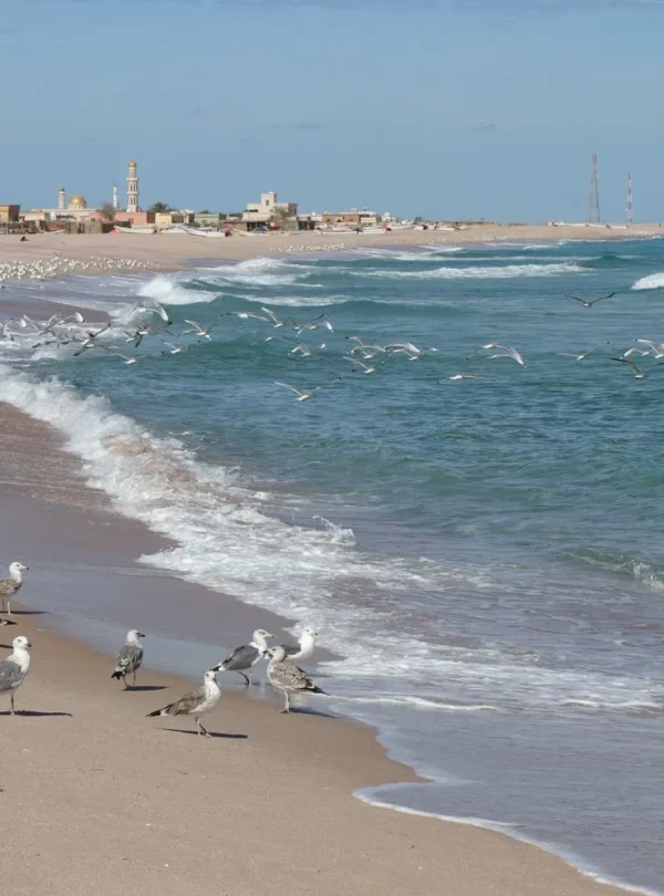 Oman - Dalle montagne alla spiaggia