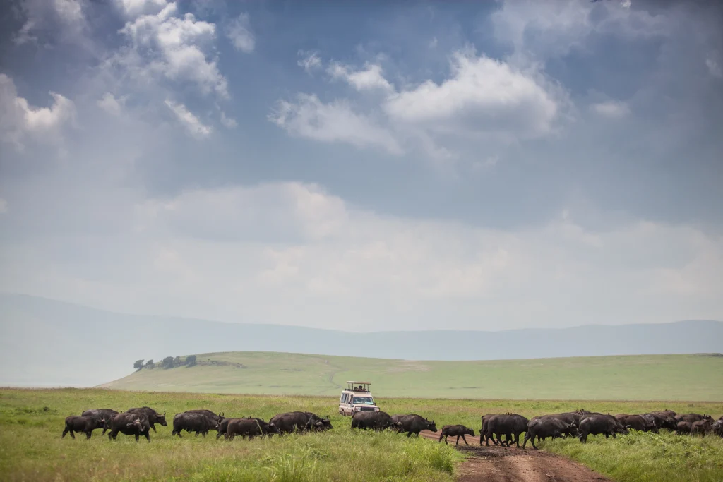 Tanzania deluxe - Elewana collection