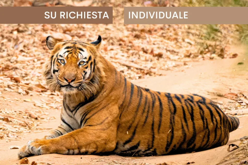 India - Nel regno della tigre