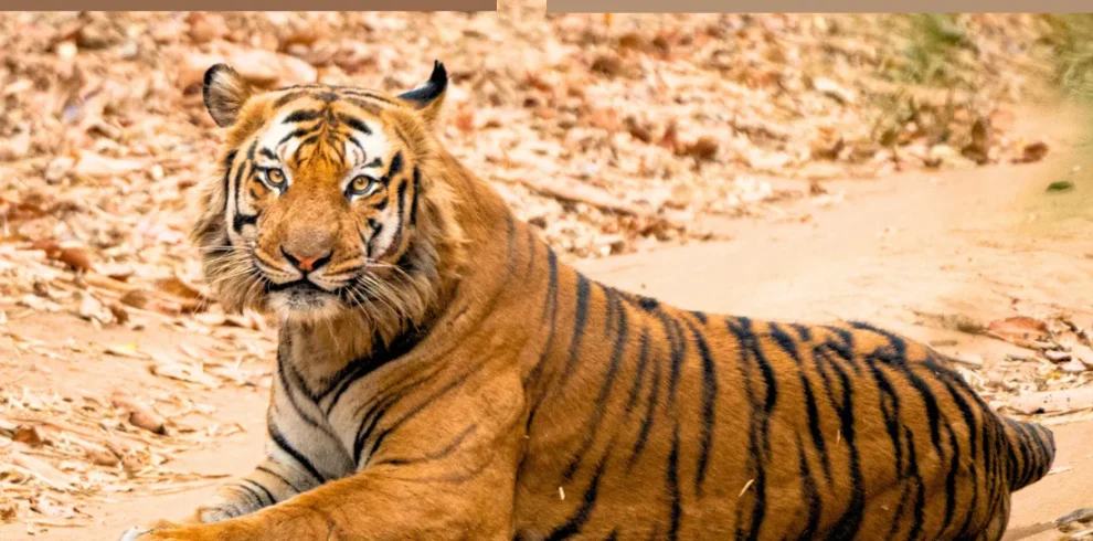 India - Nel regno della tigre