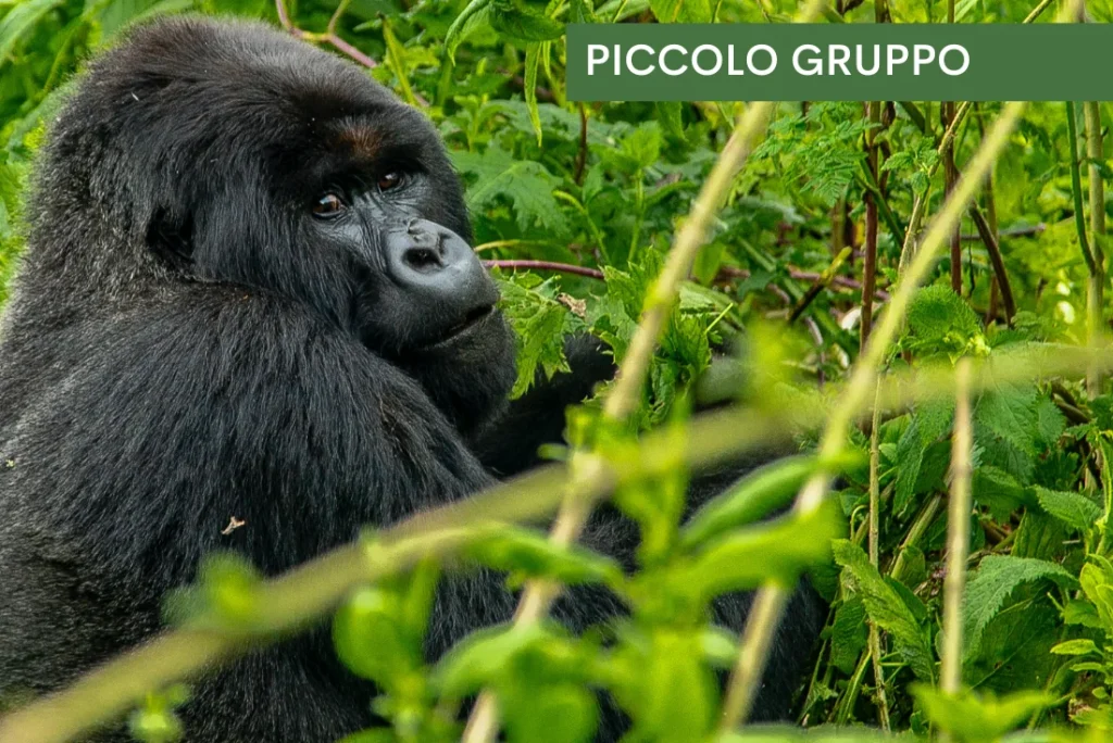 Uganda e Rwanda - Mille colline d'Africa