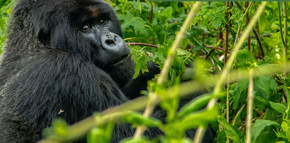 Uganda e Rwanda - Mille colline d'Africa