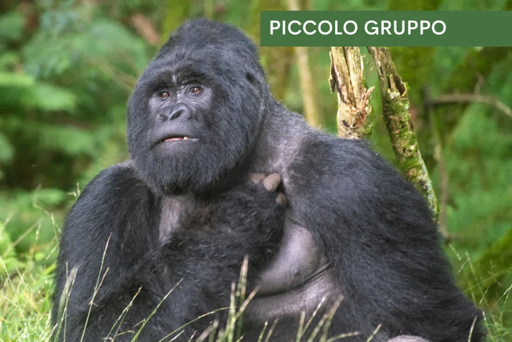 Uganda - Nilo Safari