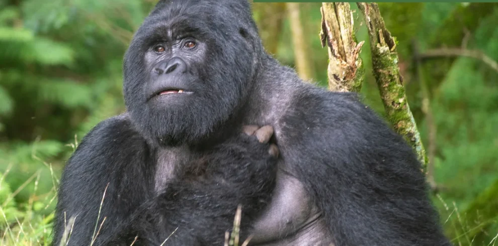 Uganda - Nilo Safari