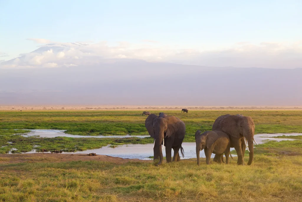 Kenya - I grandi laghi, Amboseli e il Masai Mara