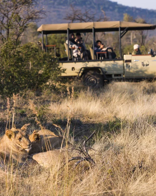 Sud Africa - Madikwe & Cape Town