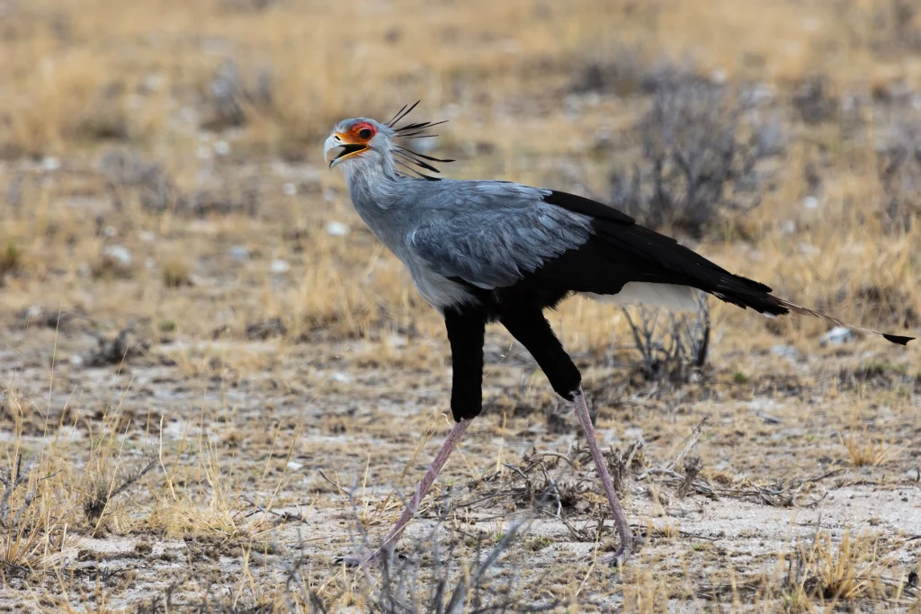 Affascinante Namibia - Self drive 4X4