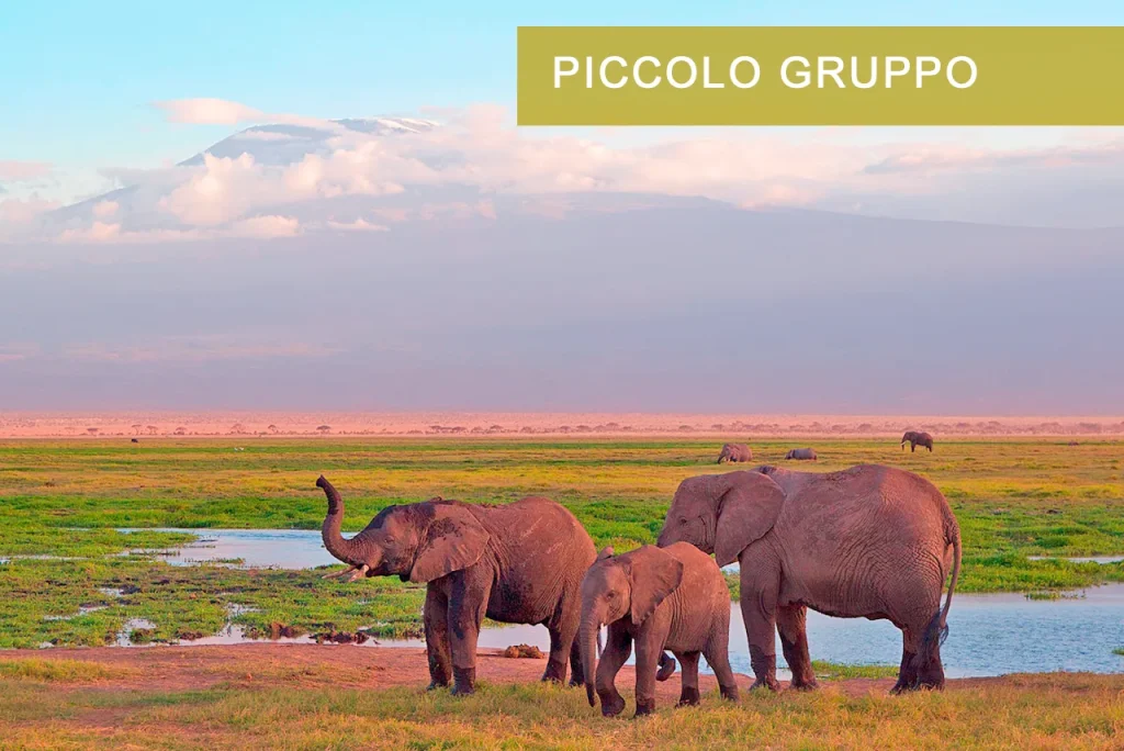 Elefanti Amboseli Kenya