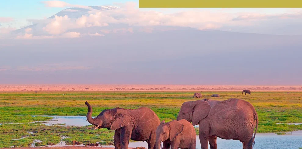 Elefanti Amboseli Kenya