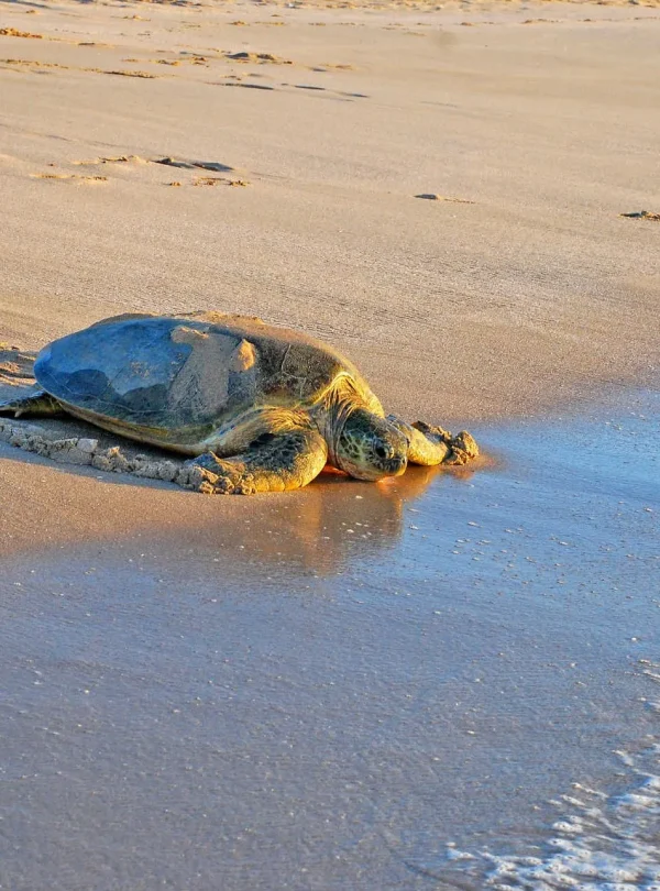 Oman - Hawla Tour in 4x4