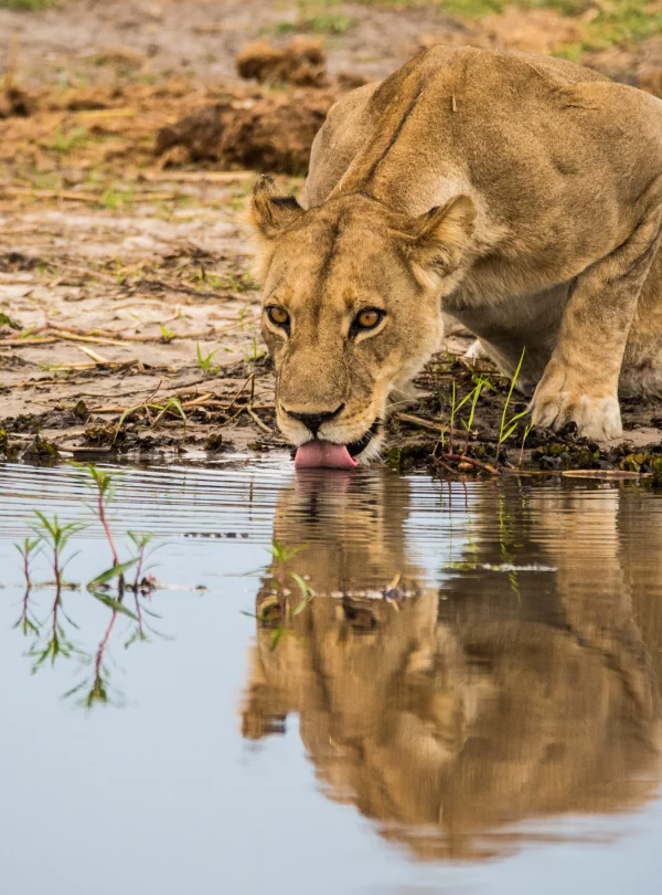 Wild Botswana - Chobe Savute e Moremi in campo mobile