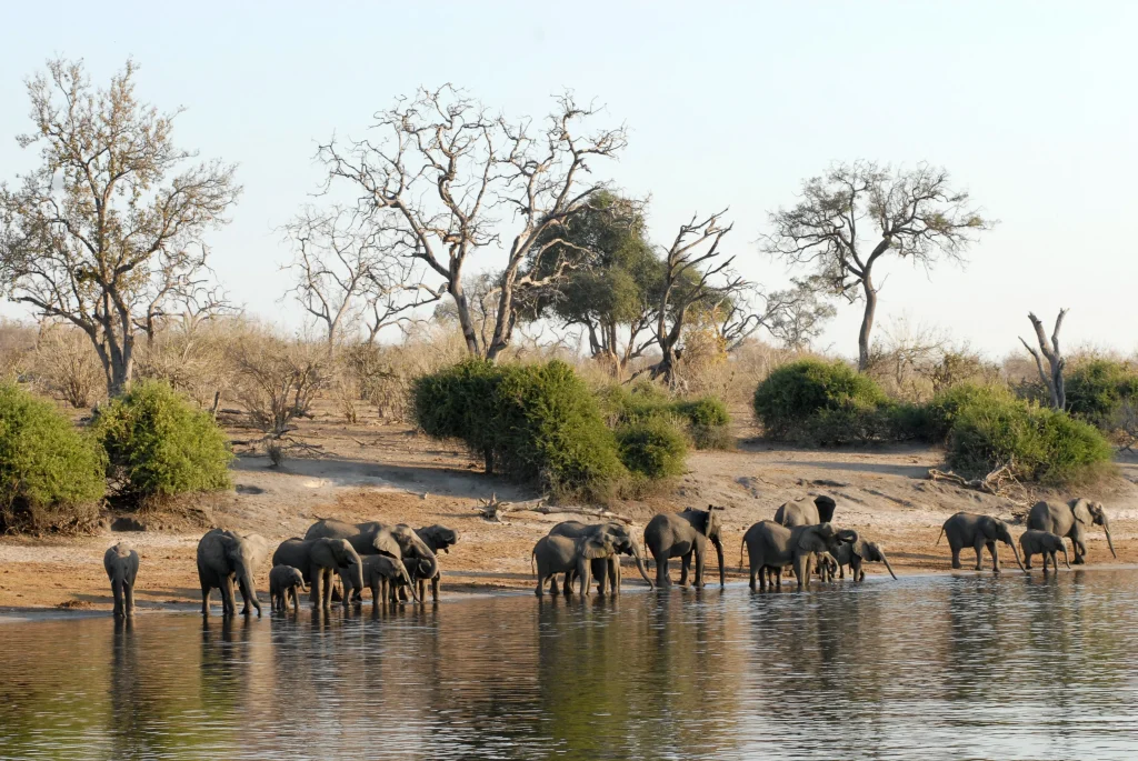 Wild Botswana - Chobe Savute e Moremi in campo mobile