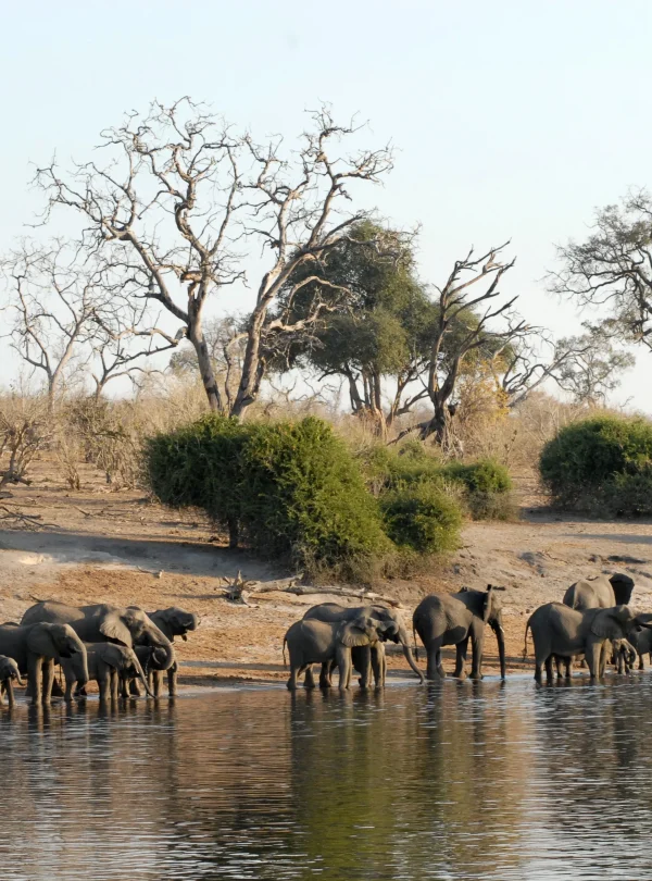 Wild Botswana - Chobe Savute e Moremi in campo mobile