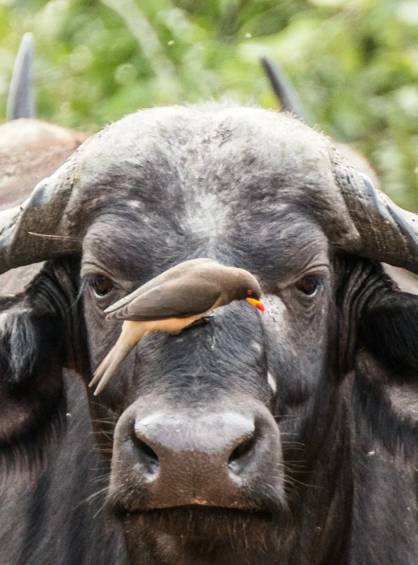Bufalo Samburu Kenya