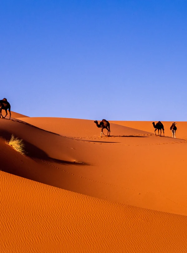 Marocco - La costa atlantica e il deserto