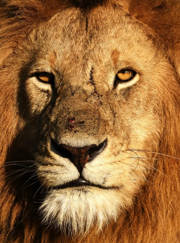 Kenya - I parchi del Nord