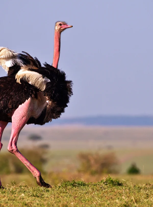 Kenya - I parchi del Nord