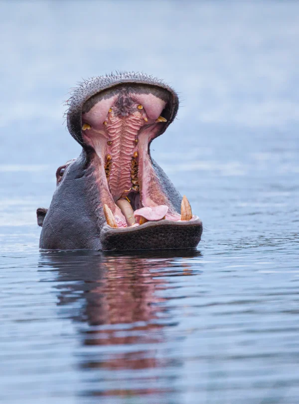 Botswana - Buffalo Safari - Camping Safari