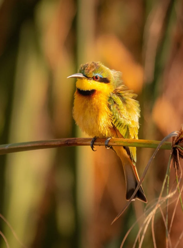 Overland - Botswana Wildside