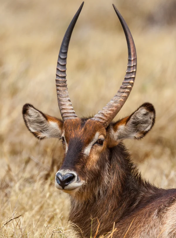 Botswana - Buffalo Safari - Camping Safari