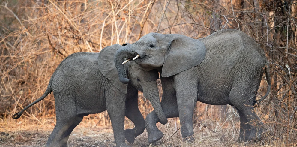Zambia - Emozione dal bush - in campeggio