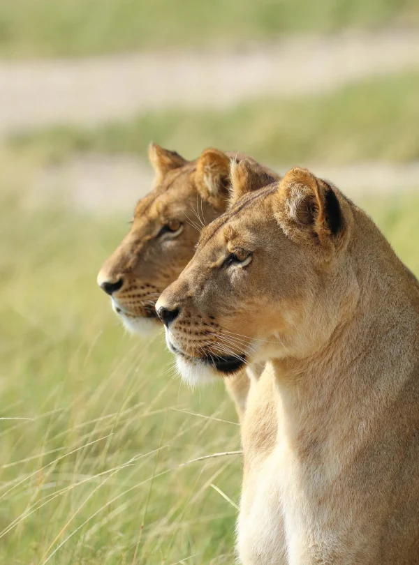 Botswana – Duke's Camp