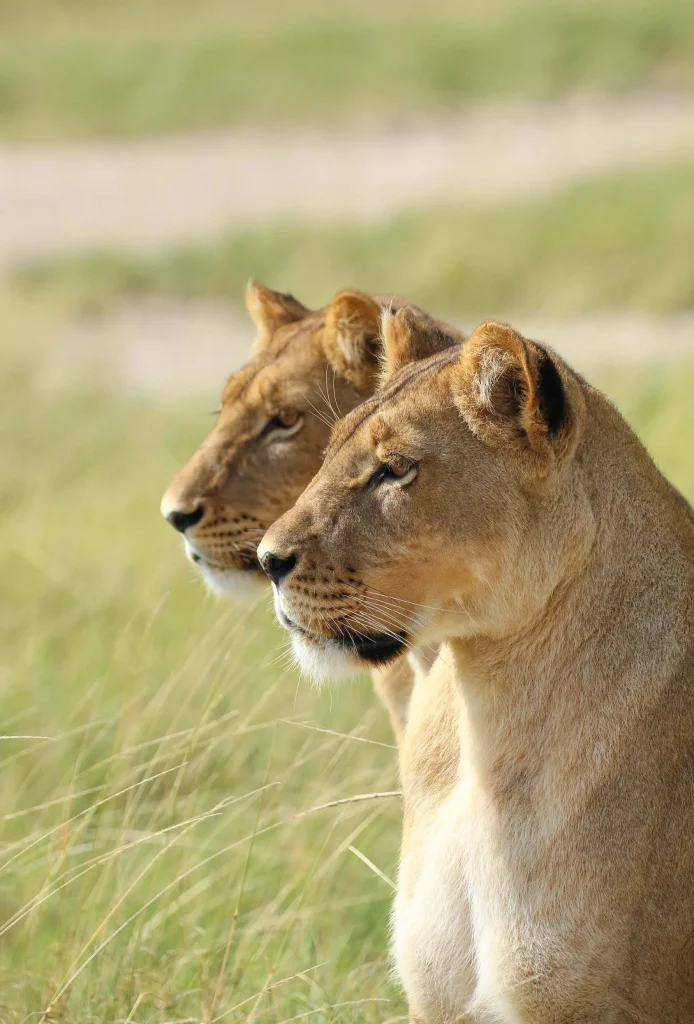 Botswana – Duke's Camp